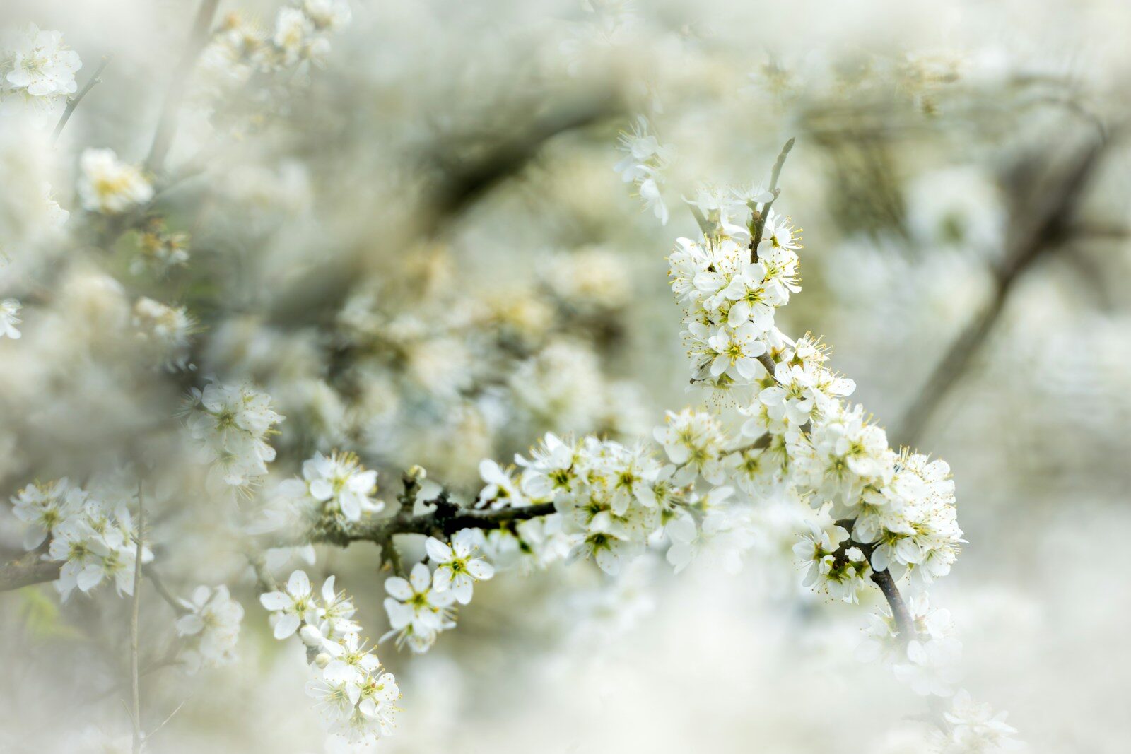 Limits on Fees for Exceeding Credit Limits